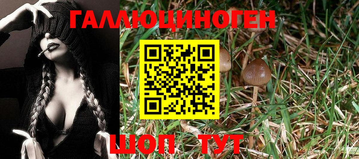 Черногорск  купить наркотик  Вход с VPN  Псилоцибиновые грибы ЛСД 